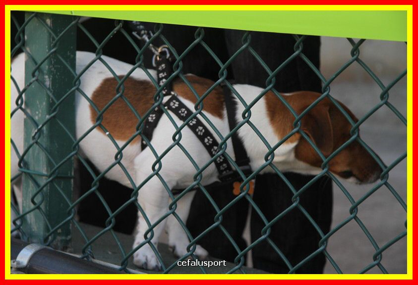 180311 mostra_canina 016.jpg